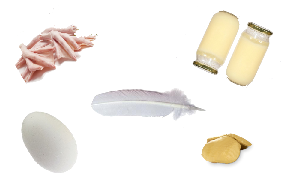 Kaz Ürünleri Gosiva Kaz Çiftliği